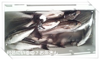 イサキ大漁 ワームでも釣れた ルアー釣り体験談 何処にいるの お魚さん