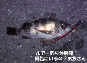 仕事帰りにメバル釣り ルアー釣り体験談 何処にいるの お魚さん