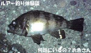 ソフトルアーでメバル釣り ルアー釣り体験談 何処にいるの お魚さん