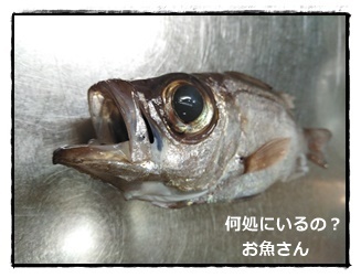 第２回中深場釣り ルアー釣り体験談 何処にいるの お魚さん