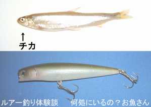 チカ 北海道産 ルアー釣り体験談 何処にいるの お魚さん