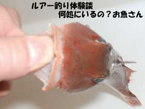 ホウボウ釣り ルアー釣り体験談 何処にいるの お魚さん